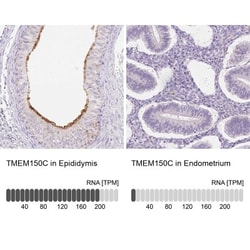 TMEM150C Antibody, Novus Biologicals:Antibodies:Primary Antibodies
